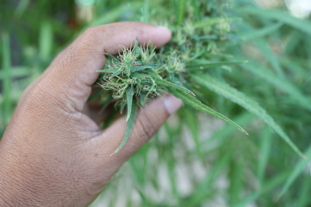 Chocolate Chip Strain Information