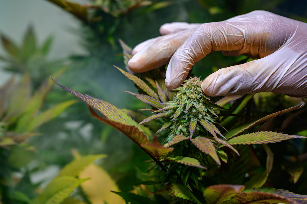 Difference Between CBD Flower And CBD Biomass