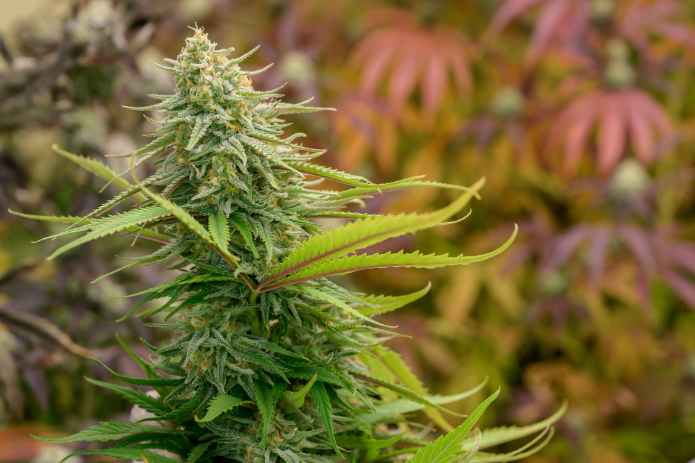 CBG hemp flower guide