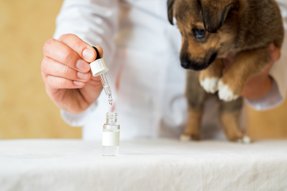 Benefits of MCT Oil for Dogs