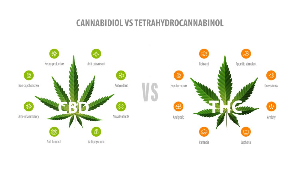 Difference between thc and cbd