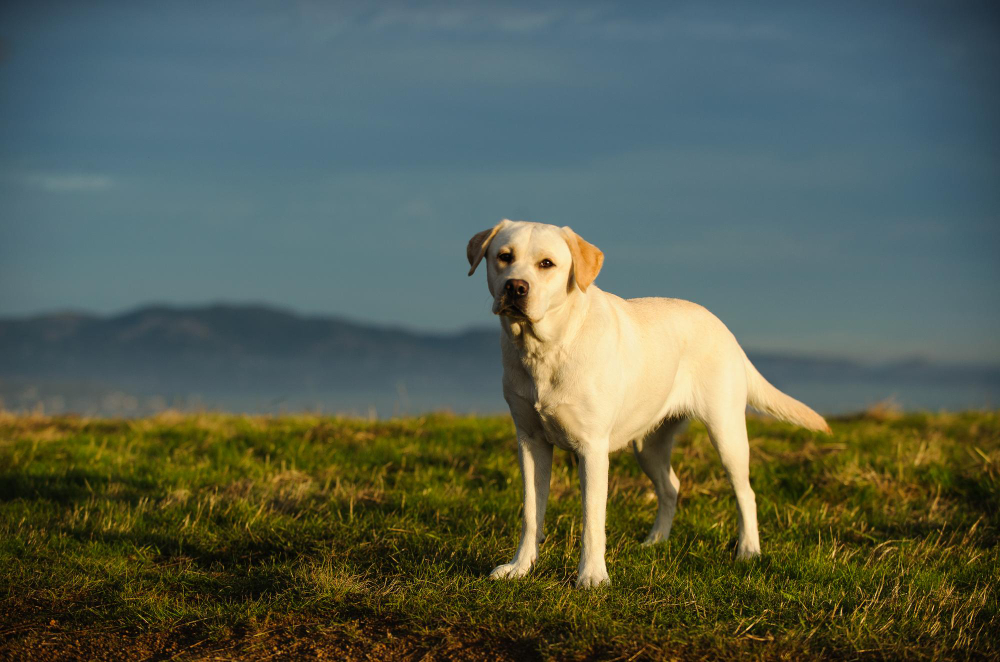 Labrador life span