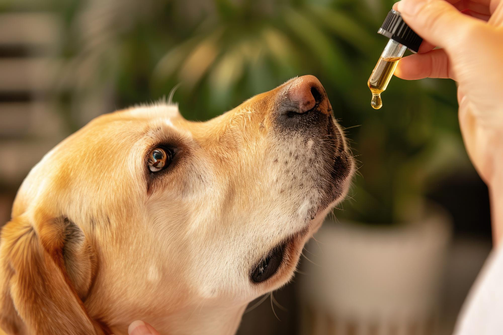 Can dogs have human CBD