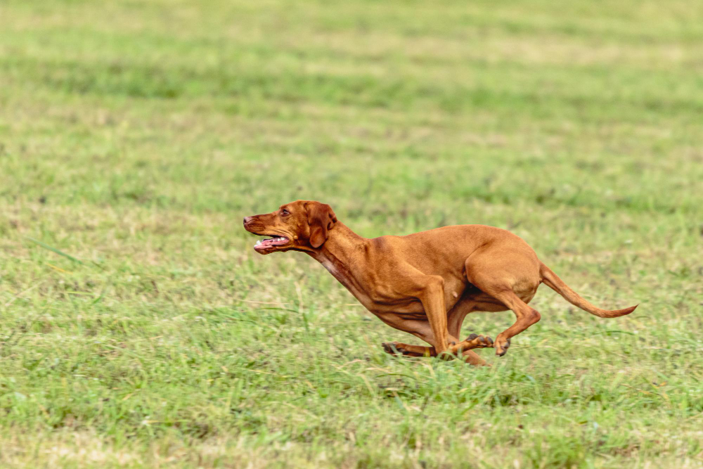 Zoomies: Why Your Dog Gets Hyper & Runs in Circles