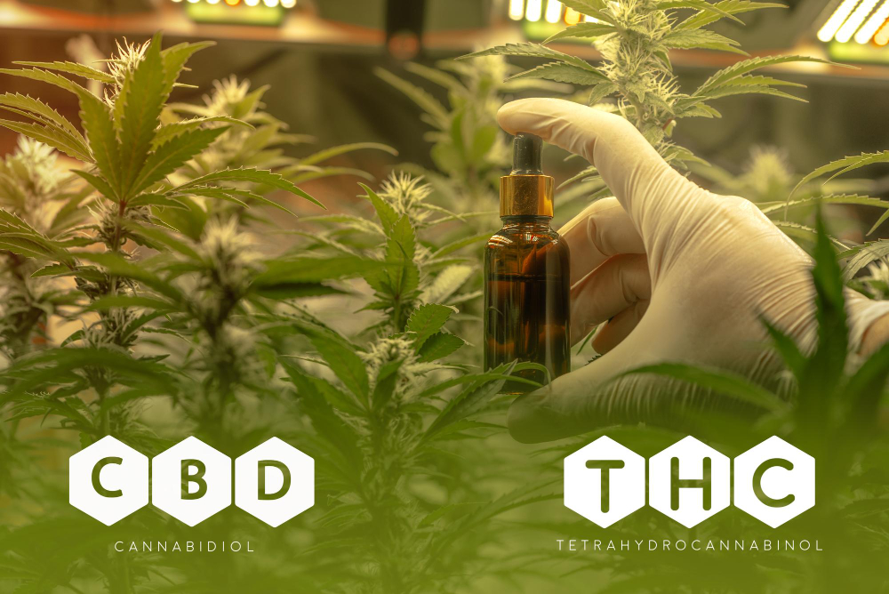 CBD vs. THC