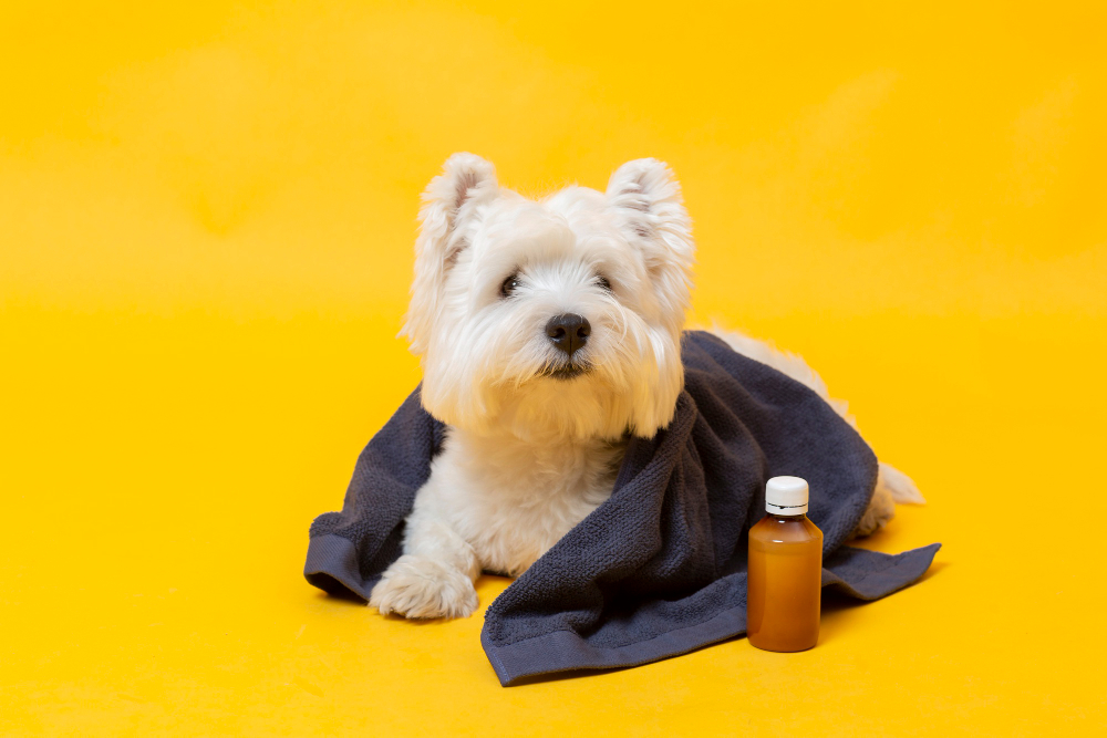 Safflower Oil for Dogs