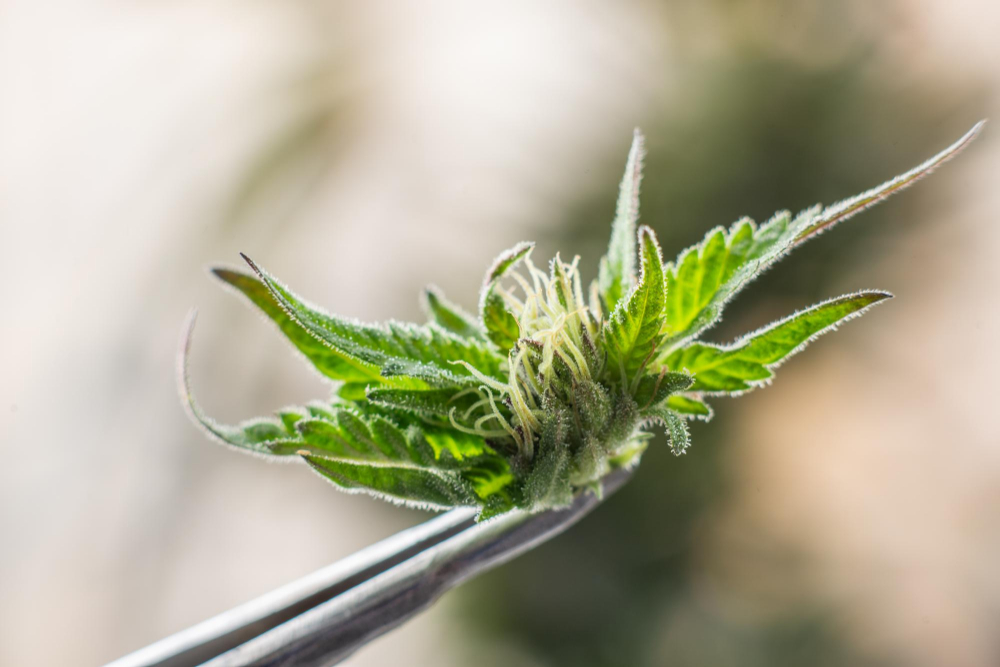 How Does Smoking CBD Flower Make You Feel?