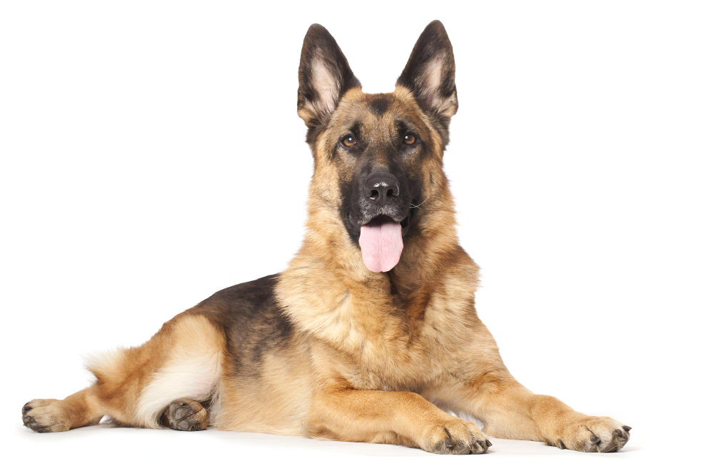 German Shepherds Life Expectancy