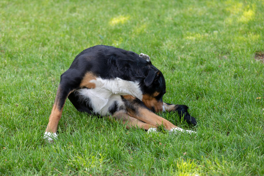 Can CBD Help Dogs Stop Scratching