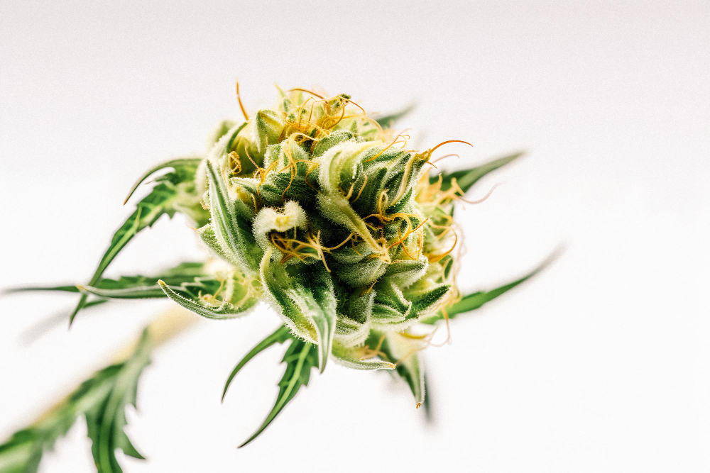 How to Smoke CBD Flower