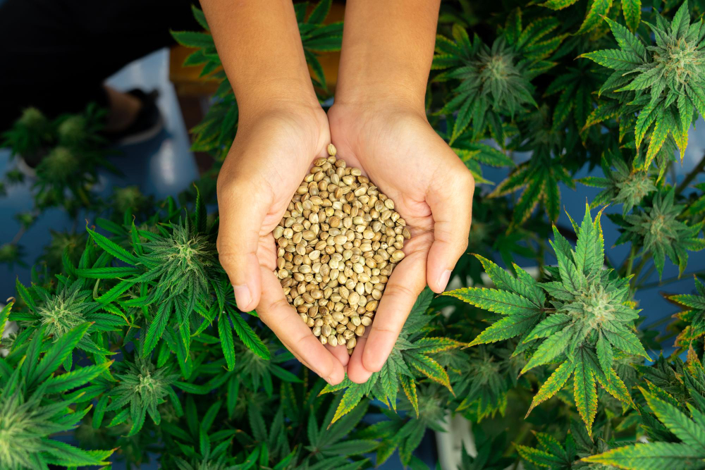 Do CBD Processors Use Biomass Or Flower To Make Gummies