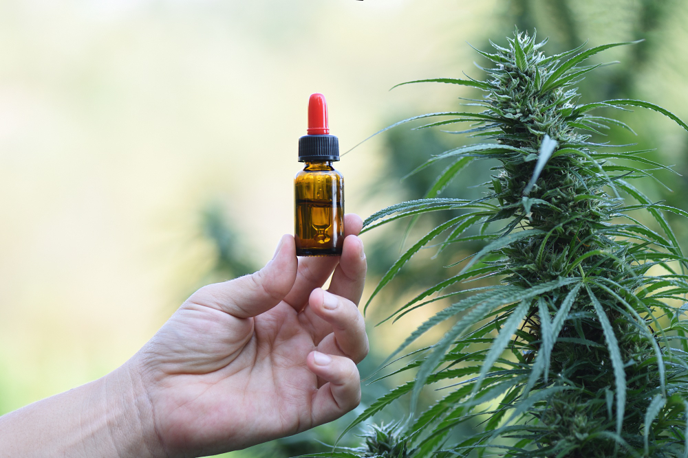 What is the purpose of CBD tincture?