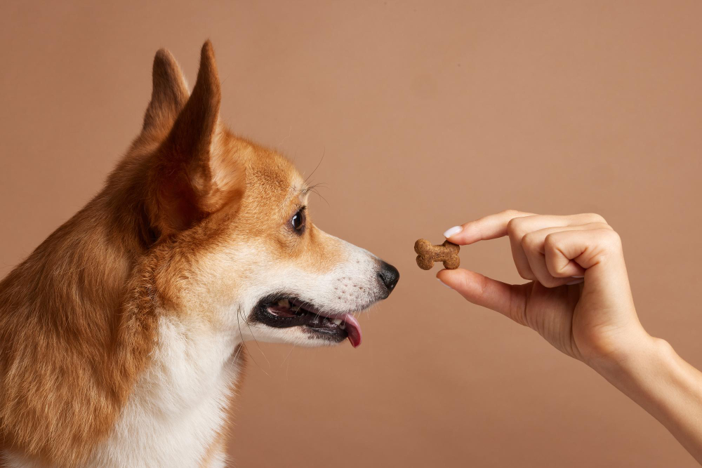A dog curiously sniffing a bowl of cat treats, illustrating the question of whether dogs can eat cat treats.