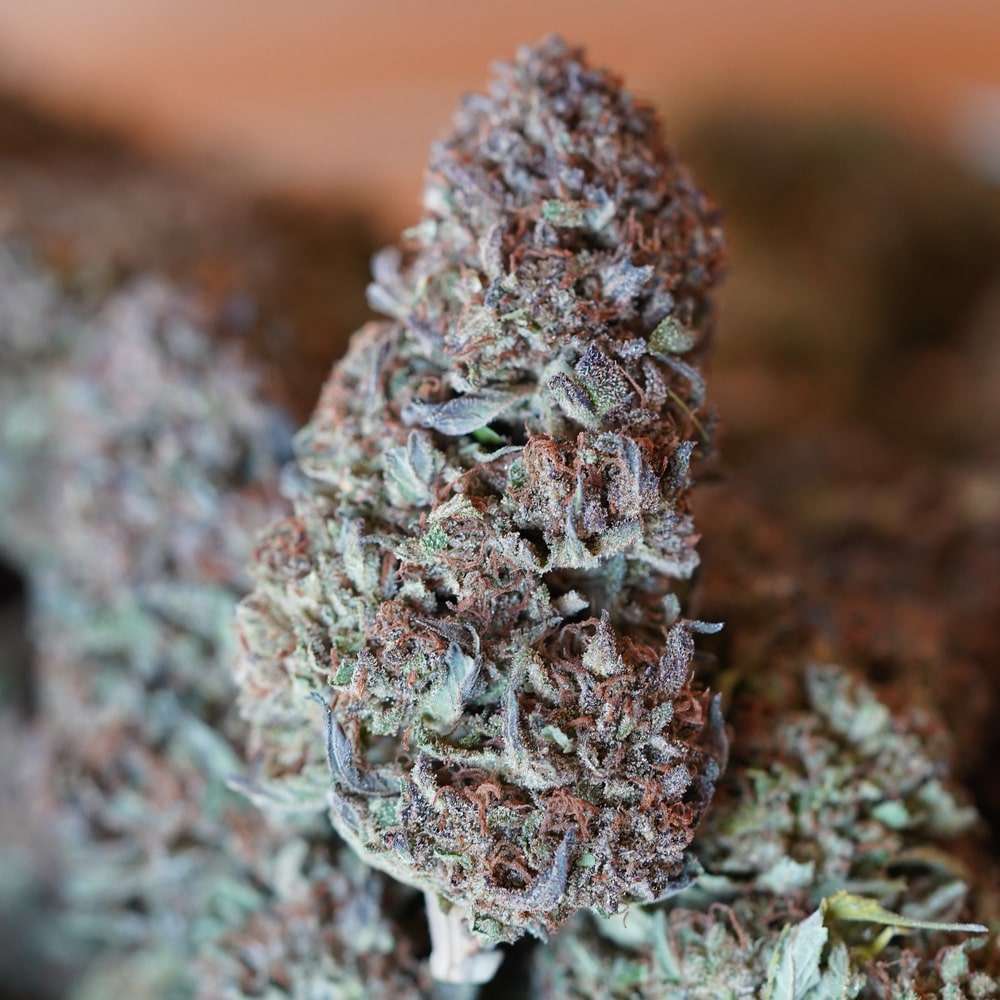 Blue Magnolia Hemp Flower