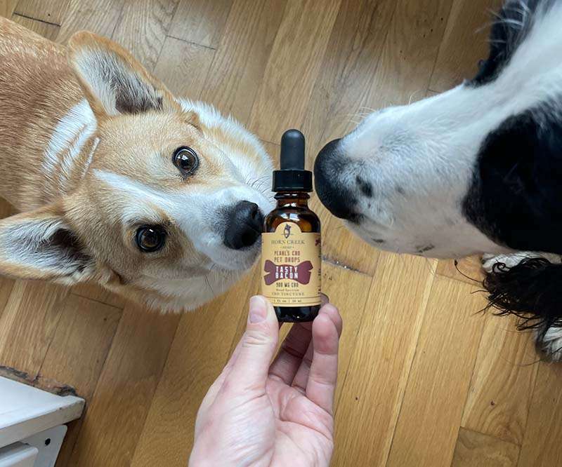 dogs with cbd tincture