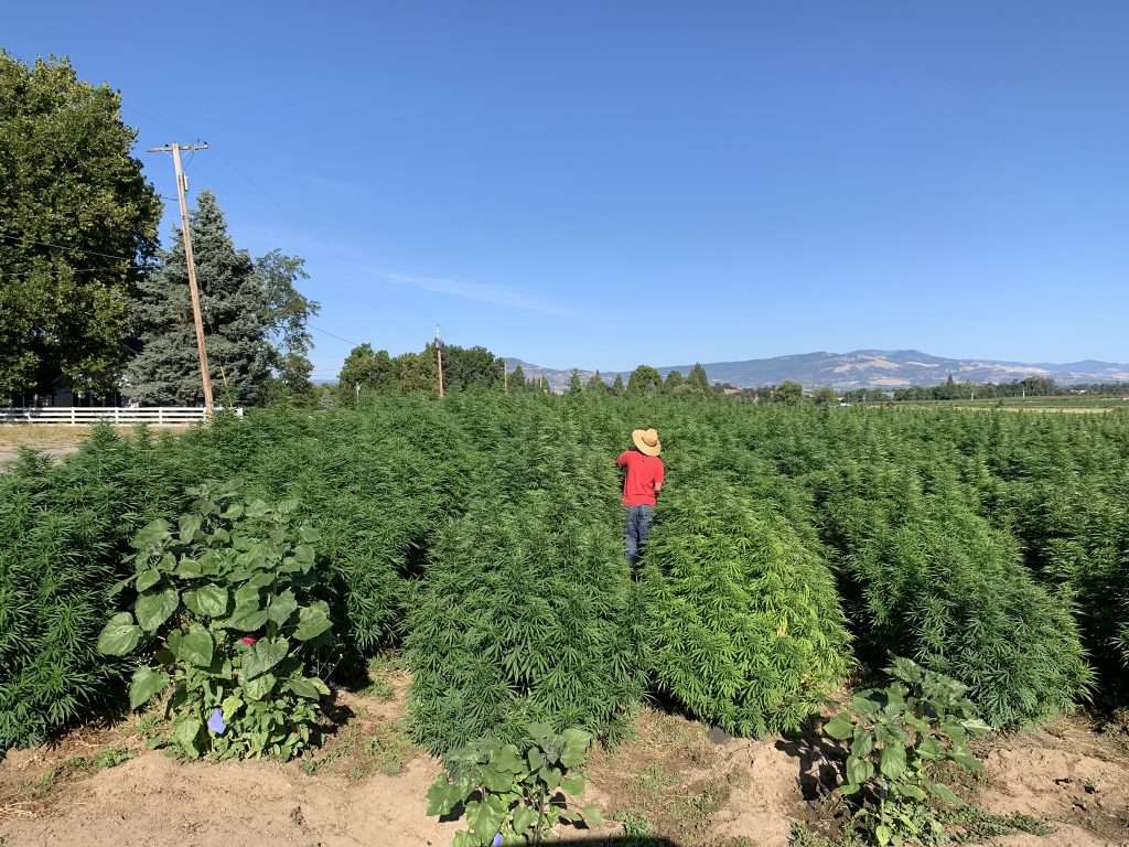 hemp farm fields