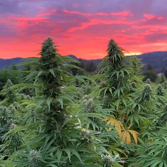 Hemp Plant with colorful sky