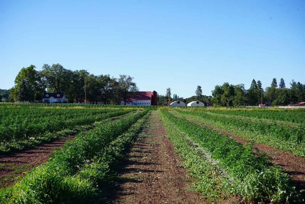 hemp farm with red barn