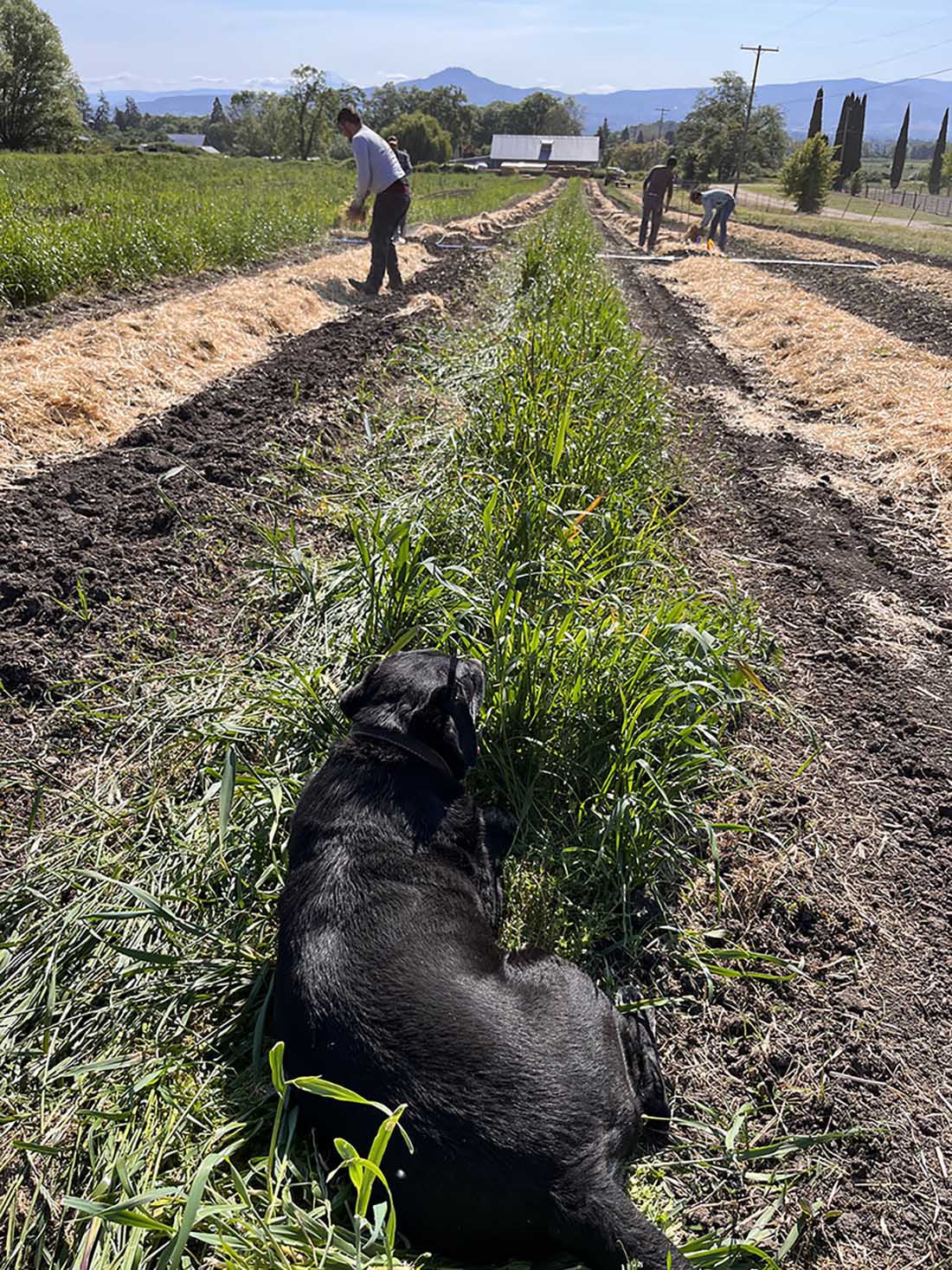 farm dog with hay spreading
