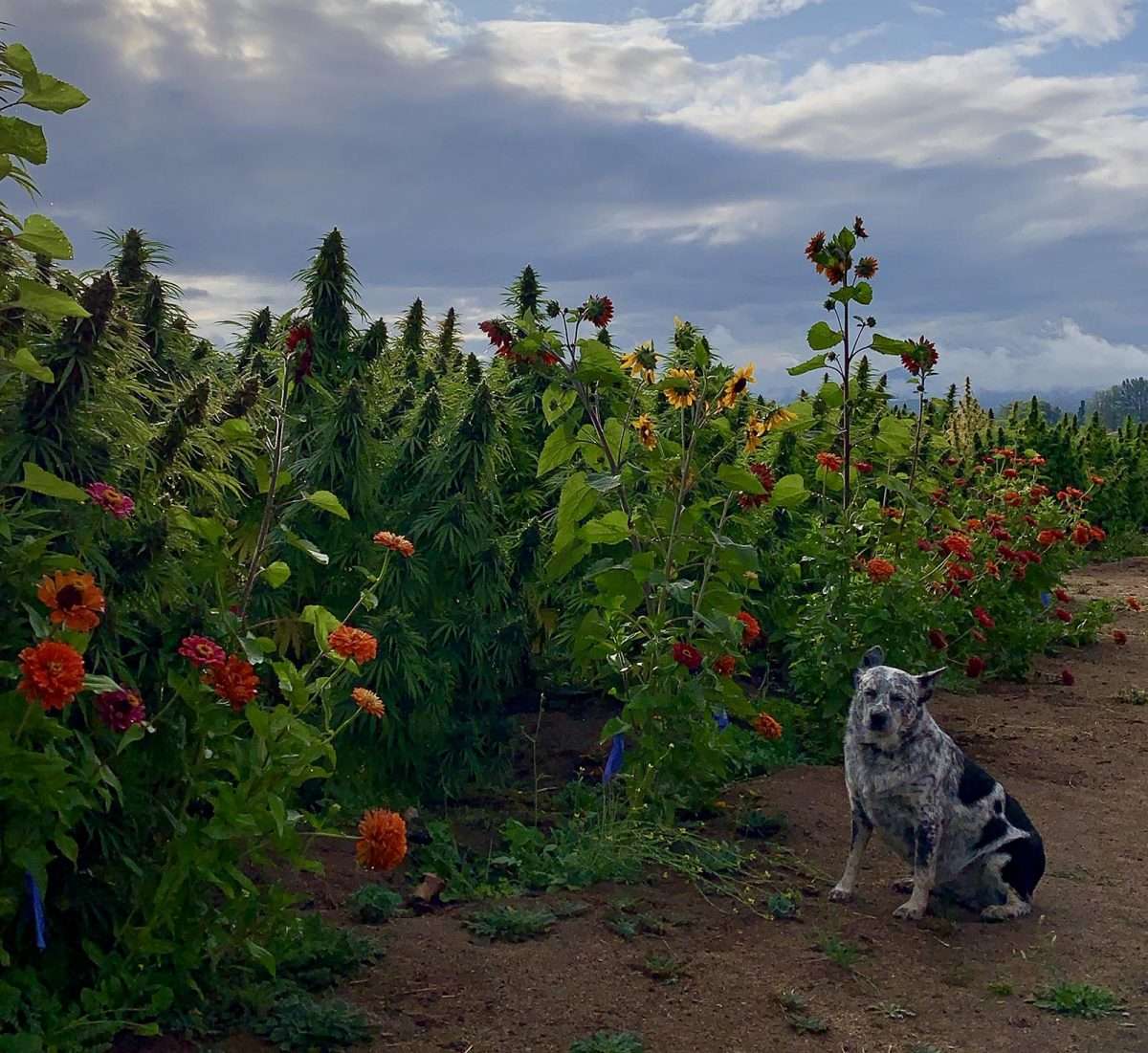 flowers in horn creek farms