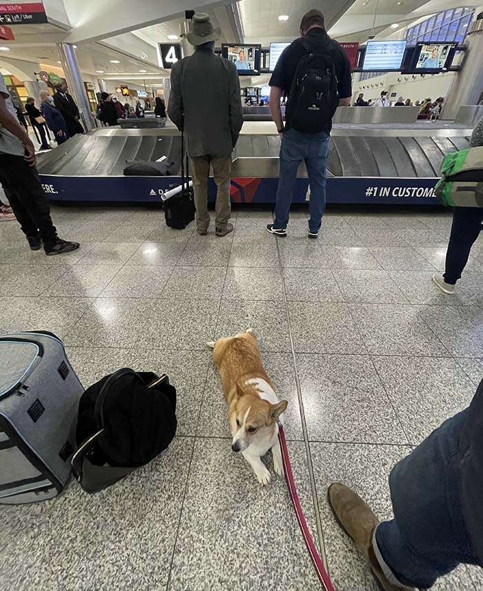 dog at the baggage claim