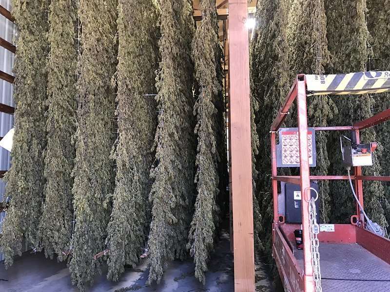 hanging greenhouse hemp trellis