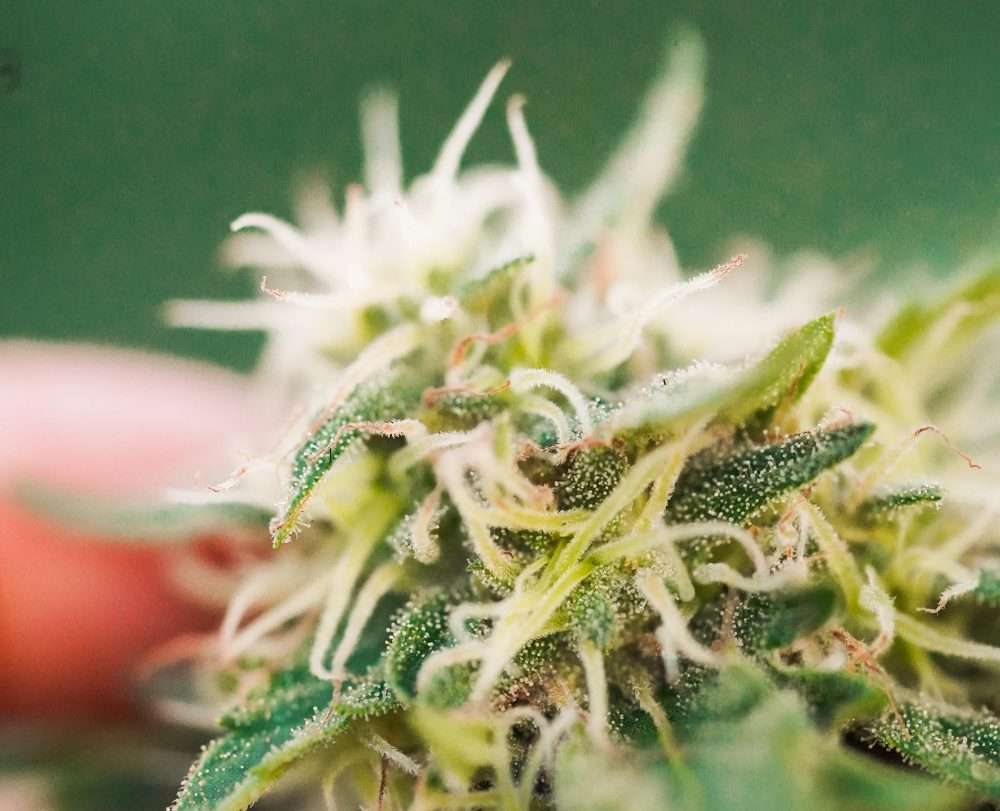 Indica Vs Sativa Vs Hybrid