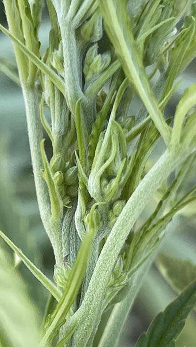 hemp flower male plant