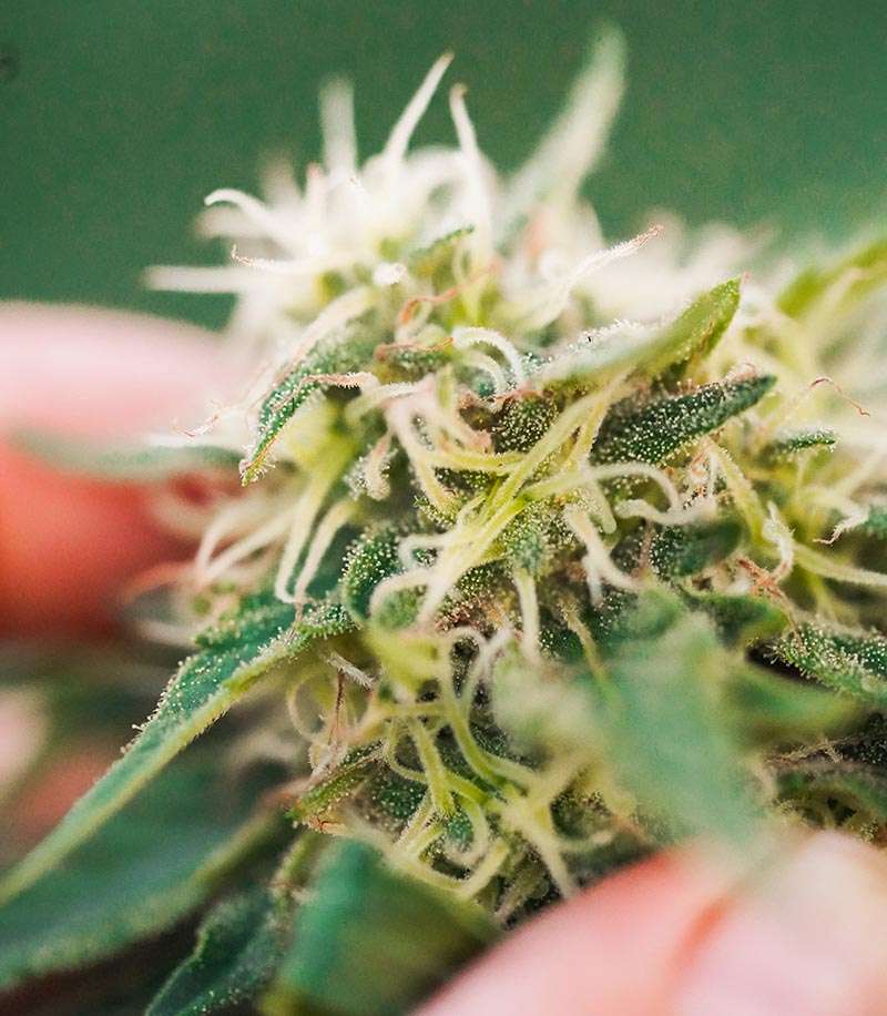 hemp flower up close