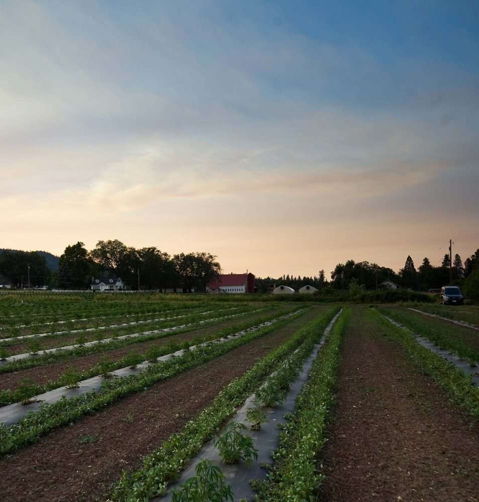 How How to read a CBD label and Certificate of Analysis (COA)