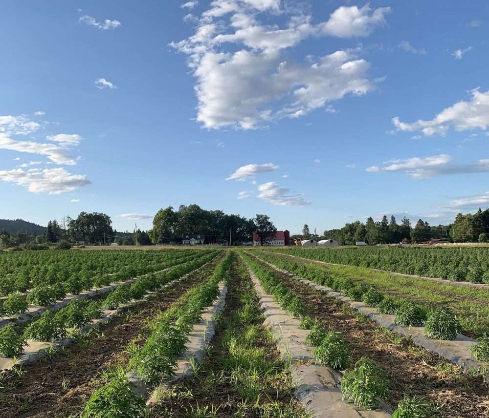 horn creek hemp farm