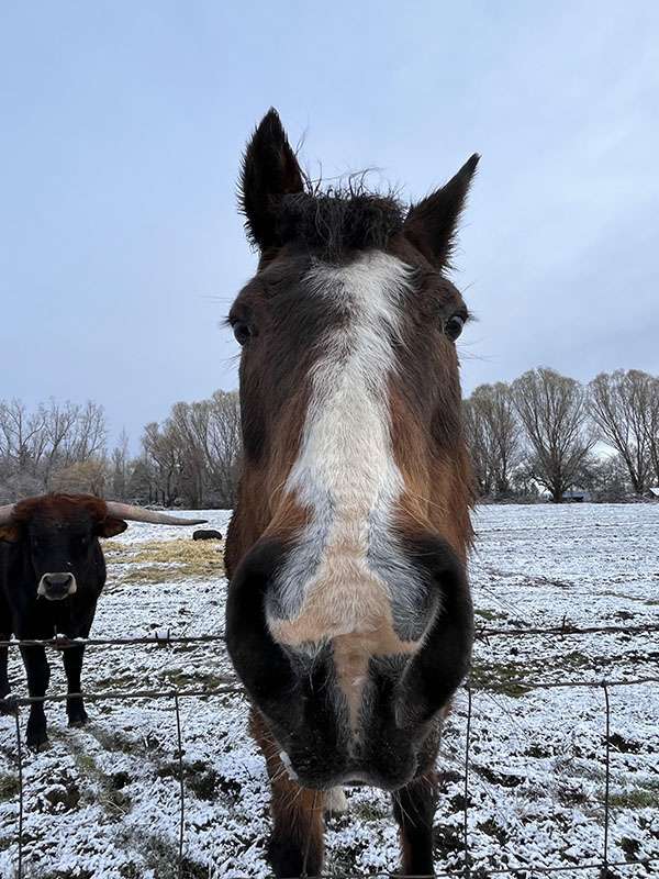 horse on horn creek farms