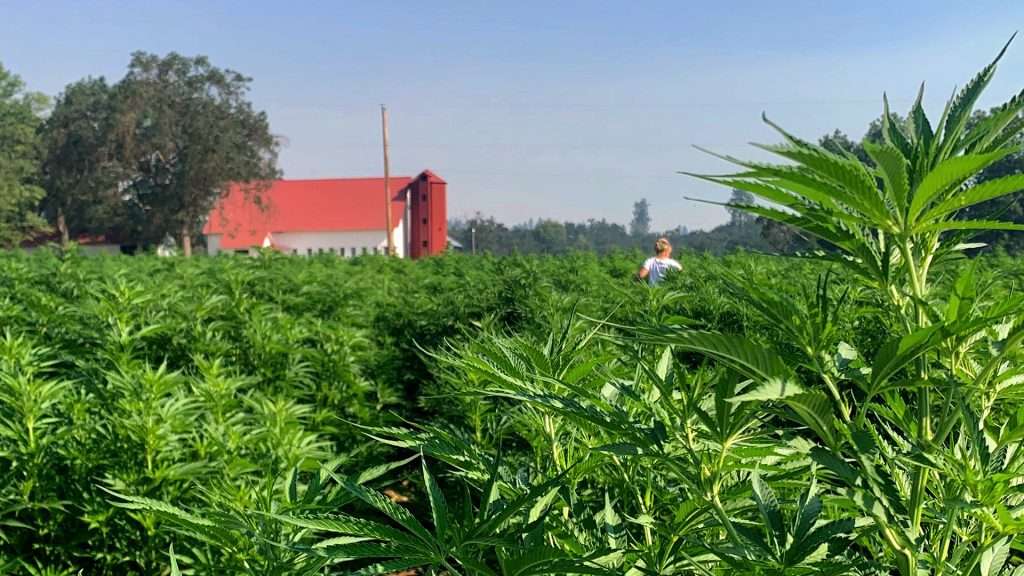 What is Delta 9 THC?