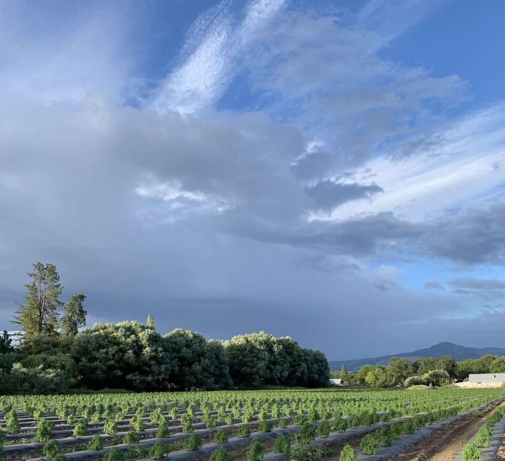 hemp farm fields with blue skies