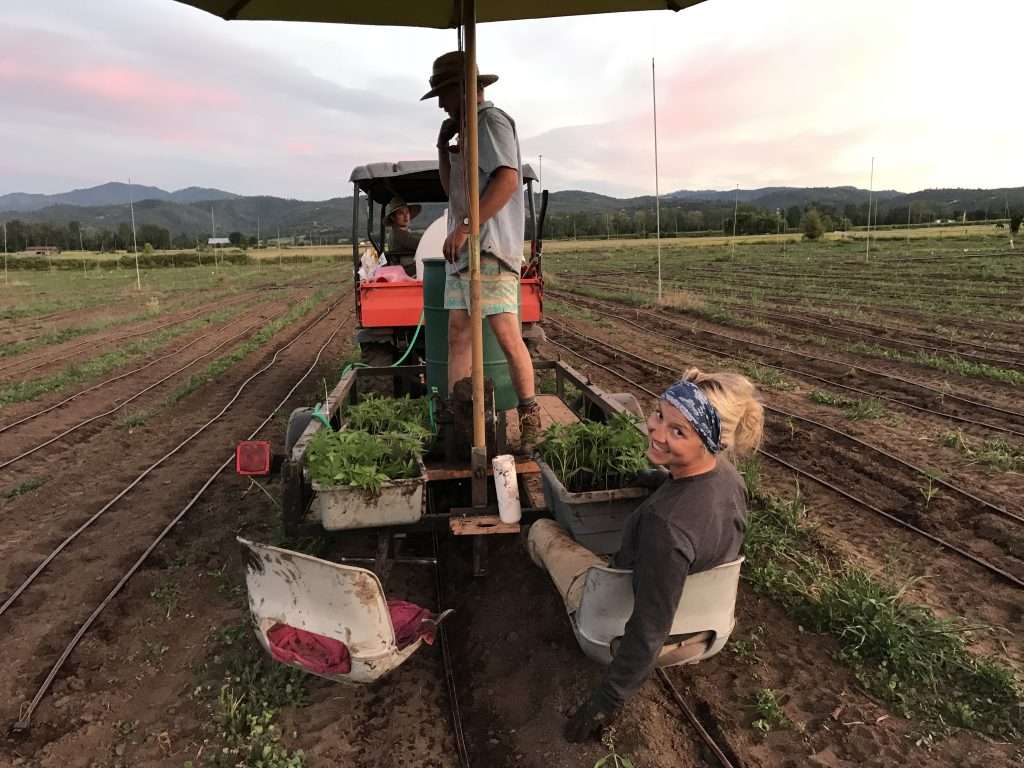 horn creek hemp team members planting with diy planter