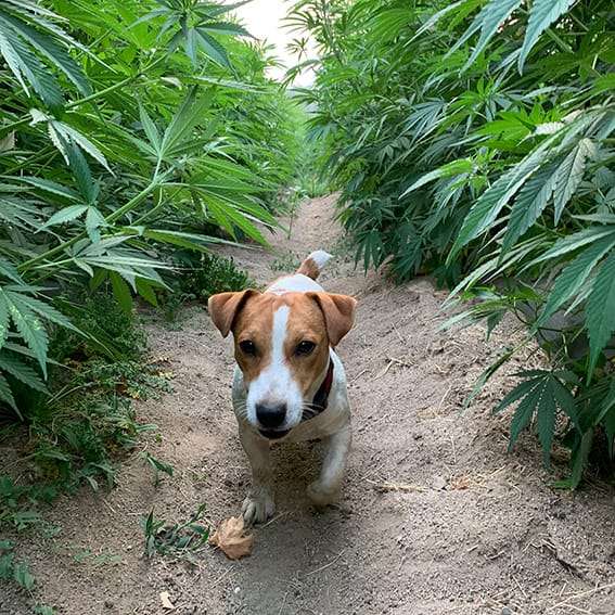 Greeting- dog walking through hemp fields