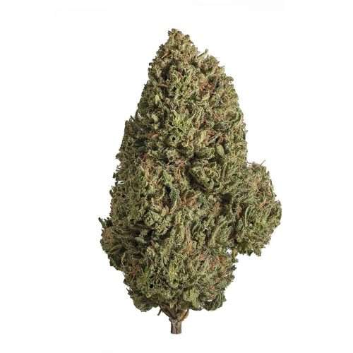 oregon guava hemp flower