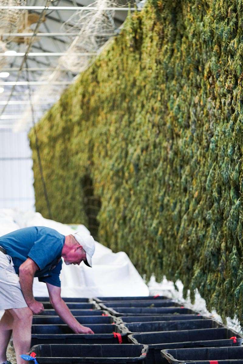 Paul with the hemp flower wonderwall