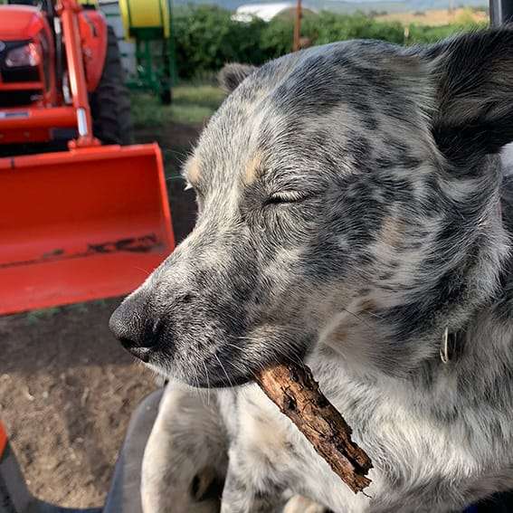 dog riding on tractor
