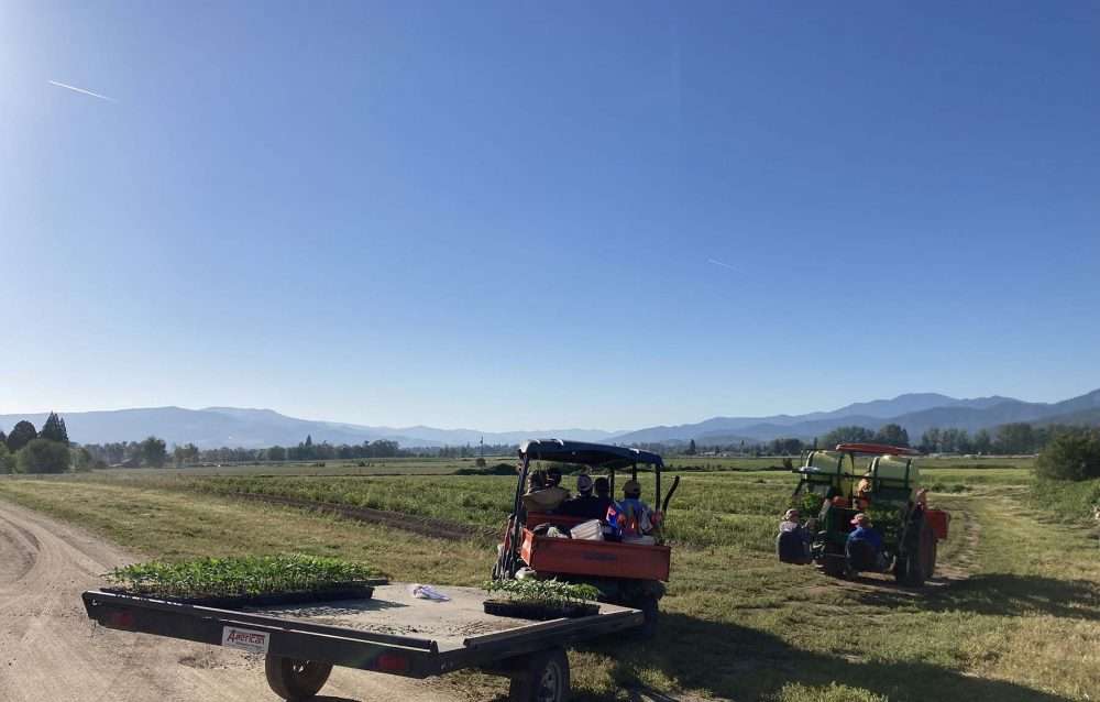 2022 planting hemp flower