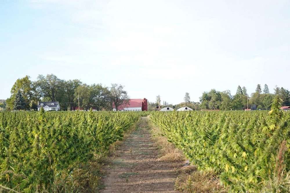 hemp flower field