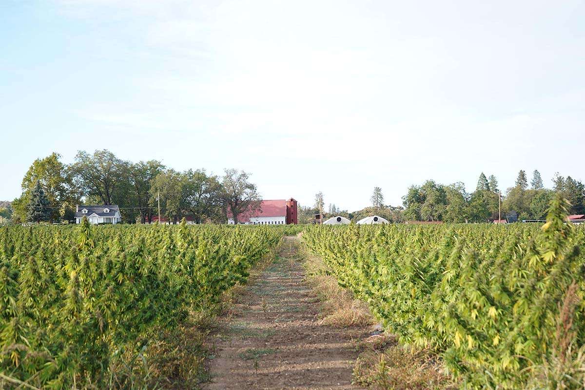 hemp flower field