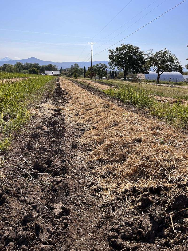 straw instead of plastic