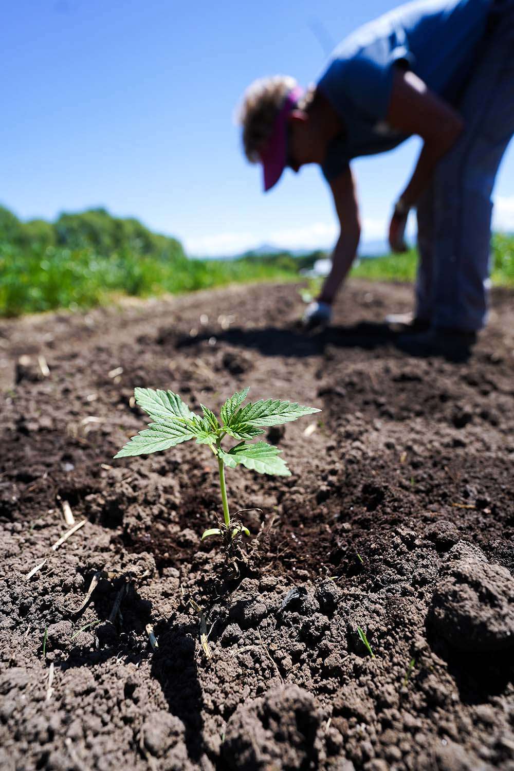 Whitney in the field planting