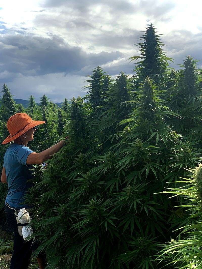 whitney with hemp plants