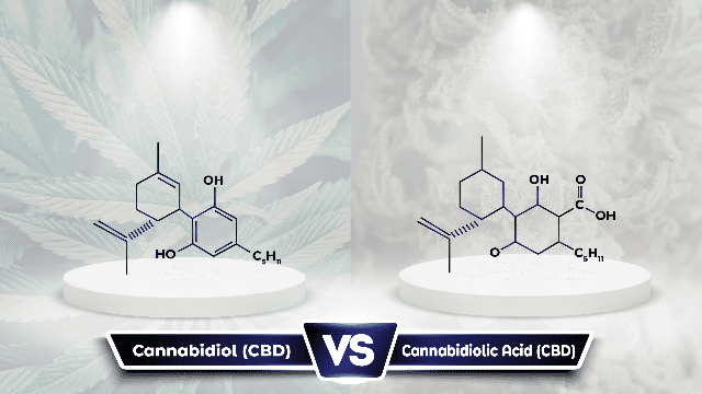 cbda vs cbd