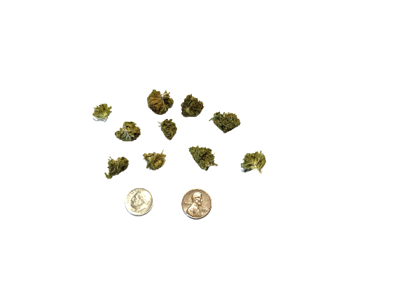 small hemp flower buds